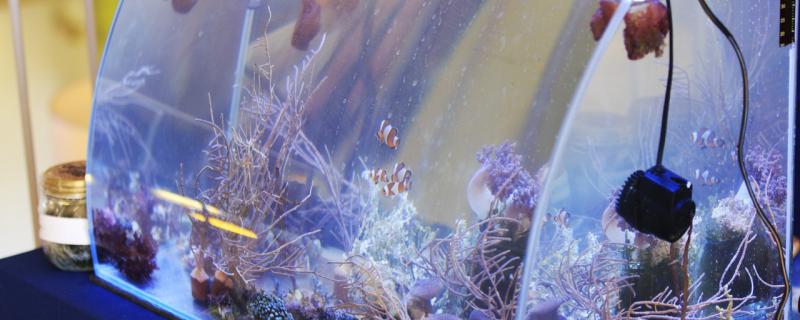 观赏鱼用一直打氧吗养什么鱼不用打氧(养鱼需要一直打氧气吗)