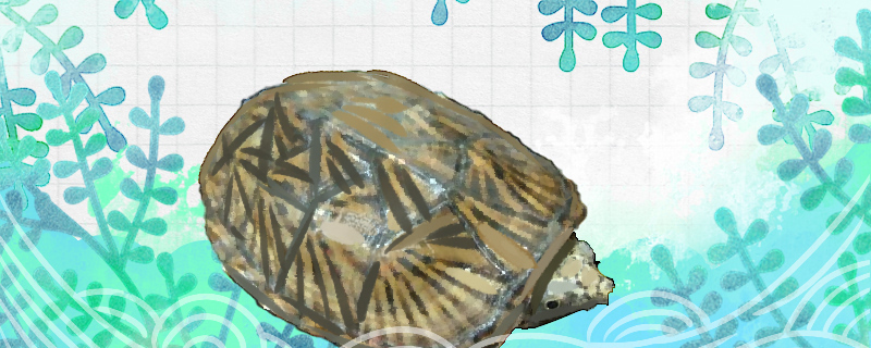 乌龟叫唤是怎么回事乌龟肺炎怎么治(乌龟吼叫怎么回事)