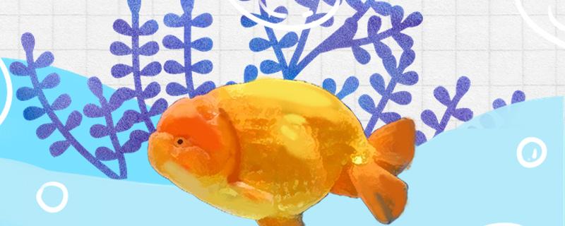 养兰寿有水流好还是没有好用什么水养好(兰寿鱼水流大)