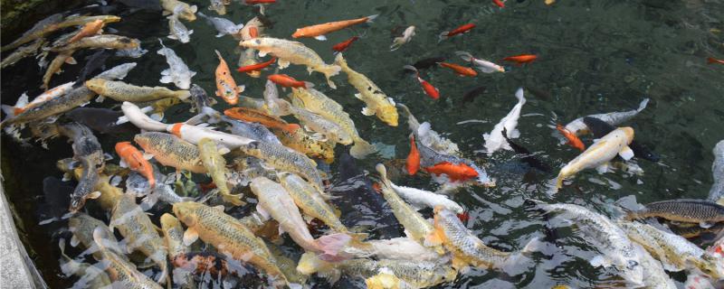 鱼塘有鱼腥味是怎么回事鱼塘腥味怎么去除(鱼塘腥臭是什么原因)
