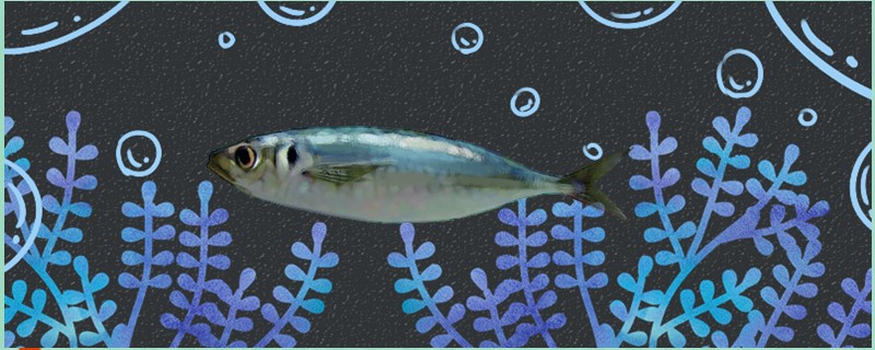 巴浪鱼是什么鱼是海鱼吗(巴浪鱼是海鱼吗?)