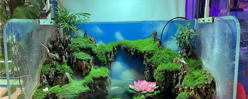 新入缸鱼多久可以第一次换水新鱼怎么入缸(新鱼入缸多久才能换水)