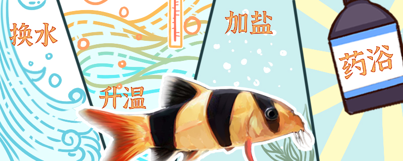 三间鼠鱼白点病传染其它鱼吗