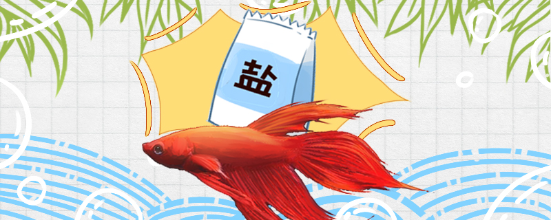 马尾斗鱼为什么加盐加多少盐合适(为什么马尾斗鱼慢慢褪色了)