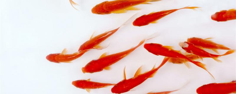 全缸换水能直接放鱼吗换水要注意什么(鱼缸整缸换水后要加什么东西吗)