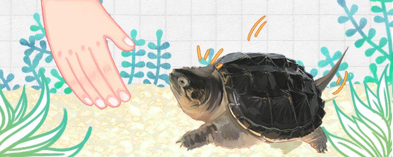 鳄龟咬人吗咬人怎么办(鳄龟咬人不松口怎么办)