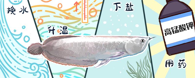 银龙鱼最大能长多长多大能繁殖(银龙鱼最大能长多大多重)