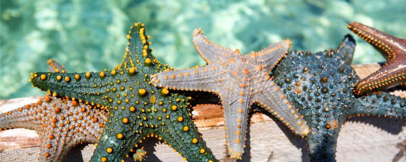 海星是软体动物吗海洋软体动物有哪些(海星属于软体动物吗)