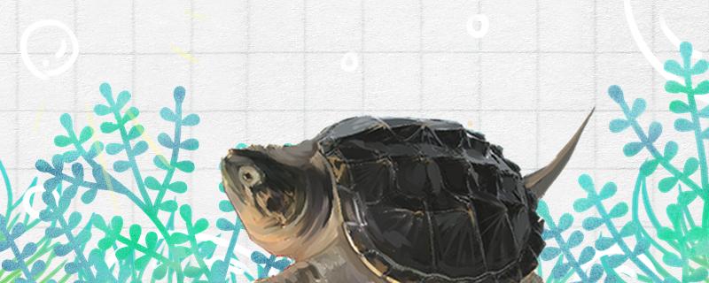 鳄龟吃面包虫吗每周喂几次合理(大鳄龟吃面包虫吗)