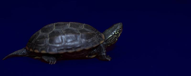 乌龟是不是两栖动物常见的两栖动物有哪些(乌龟是两栖类)