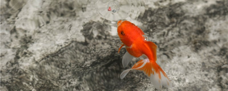不同的金鱼可以混养吗什么品种能混养在一起(不同的金鱼可以杂交吗)
