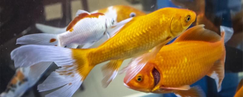 金鱼身上有白色点点是什么原因怎么治(金鱼身上有白点是怎么回事?怎样解决?)