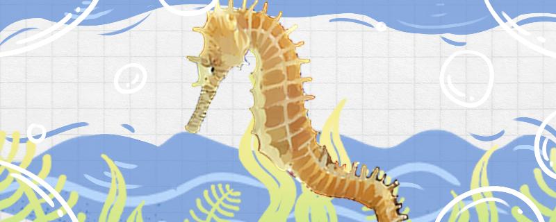 海马的寿命有几年有哪些种类(海马最多能活到几岁)