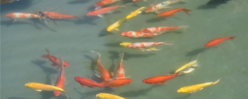 锦鲤身上有寄生虫怎么办哪些寄生虫会感染锦鲤(锦鲤得了寄生虫怎么办)
