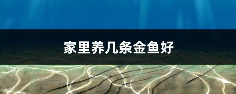 家里养几条金鱼好(鱼缸放在哪里最旺财)
