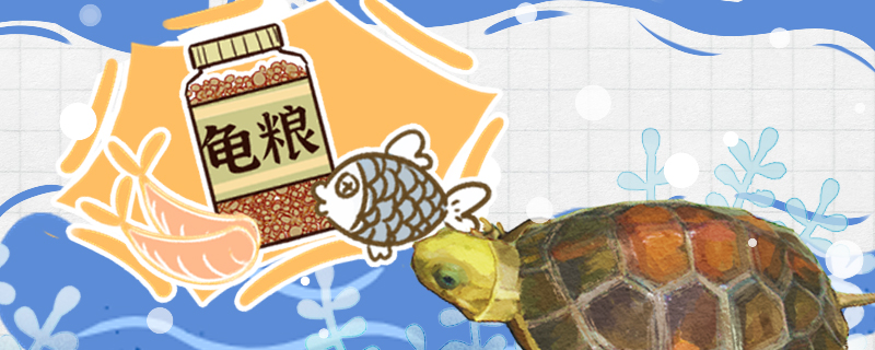 金头闭壳龟不吃东西是什么原因怎么治疗(金头闭壳龟寿命多长)
