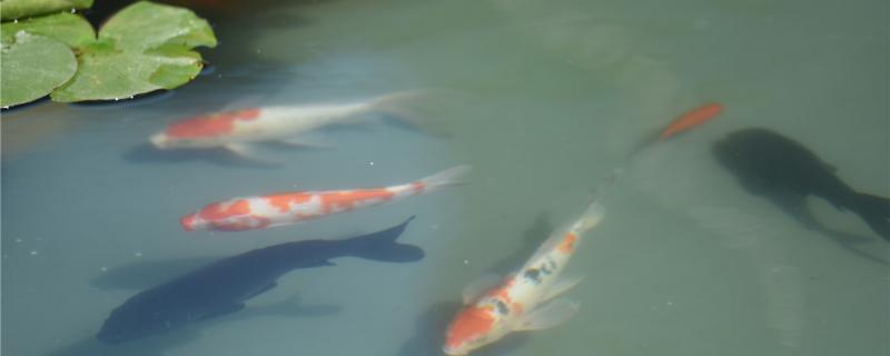 养锦鲤水泵流量过大好吗水泵有什么用(锦鲤水泵循环几倍)
