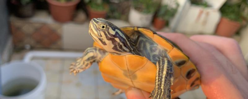 火焰龟可以和巴西龟一起养吗和巴西龟有什么区别(火焰龟和巴西龟可以杂交吗)