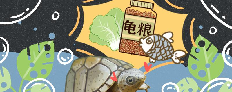 剃刀龟怎么喂食怎么饲养(剃刀龟怎么养出巨头)