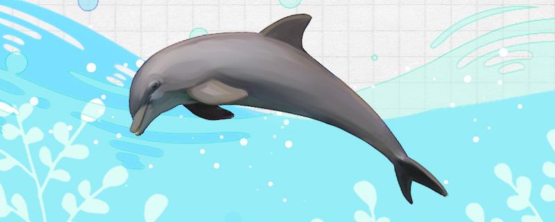 海豚是鲨鱼的克星吗海豚攻击力强吗(海豚厉害还是鲨鱼厉害?)