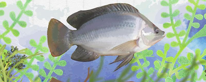 冬天可以钓罗非吗用什么饵料(冬天怎么钓罗非鱼钓法)