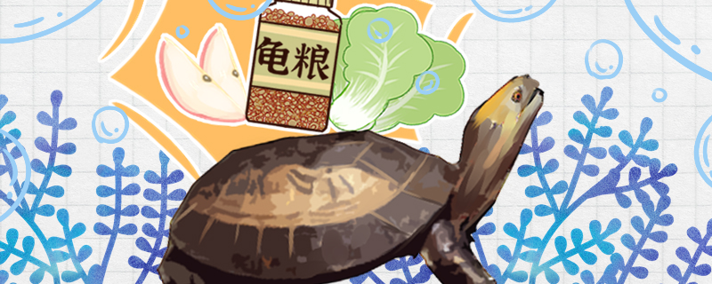 黄额闭壳龟吃什么多久喂一次(黄额闭壳龟的品种分类)