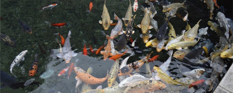 锦鲤夏天水温高怎么办夏天能接受阳光直照吗(锦鲤冬天水温多少合适)