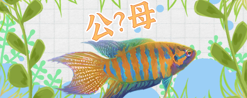 菩萨鱼怎么分公母公母能一起养吗(菩萨鱼如何分公母图片)