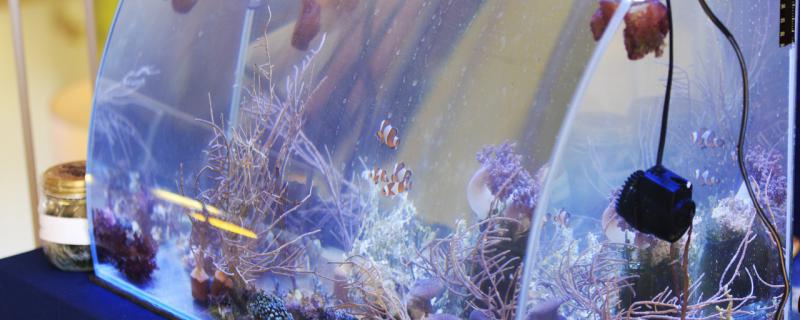 手动鱼缸抽水器怎么用怎么给鱼缸换水(鱼缸抽水器的使用方法)