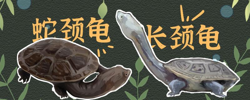 长颈龟和蛇颈龟一样吗可以一起养吗(长颈龙和蛇颈龙的区别)