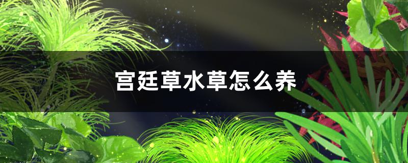 宫廷草水草好养吗怎么养(宫廷水草好养吗?)