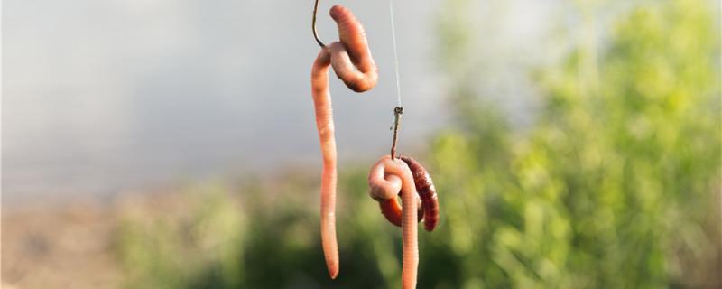 钓鱼虫饵有哪些效果怎么样(钓鱼 虫)