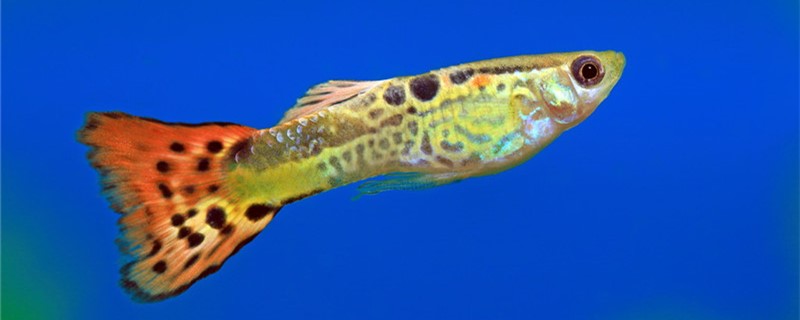孔雀鱼死了肚子里的籽能活吗难产了怎么办(孔雀鱼死了肚子很大)