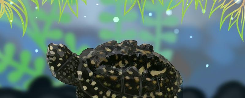 斑点池龟的寿命斑点池龟的体长(斑点池龟厉害吗)