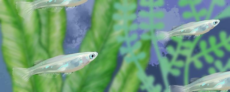 青鳉鱼吃水草吗养殖时需要种水草吗(青鳉鱼吃小鱼吗)