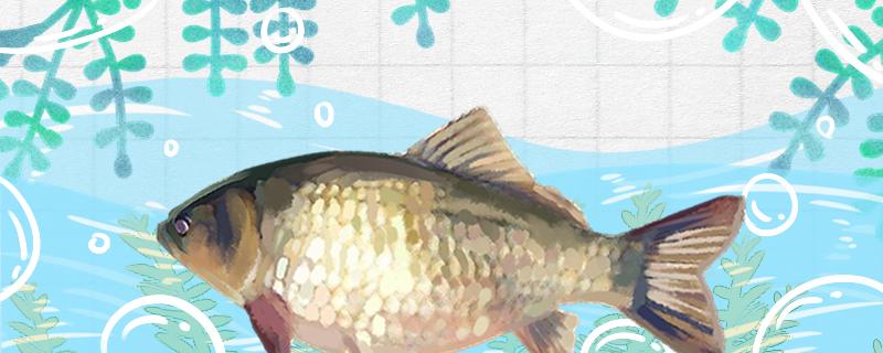 夏季黑坑鲫鱼效果好吗有哪些技巧(夏季黑坑鲫鱼怎么钓)