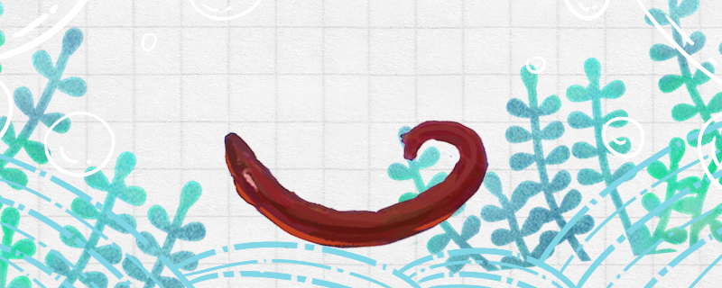 红虫要养在水里吗