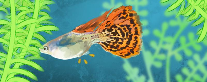 孔雀鱼什么样是要下小崽了下崽需要多长时间(孔雀鱼要下崽的征兆)