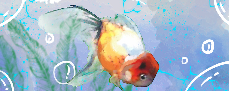 五花帽子头金鱼好养吗怎么养(金鱼 帽子)