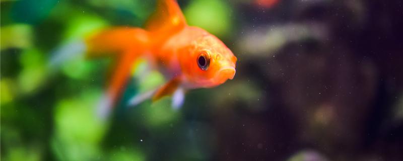鱼的肚子鼓起来怎么治为什么鱼肚子会鼓起来(鱼肚子鼓鼓的就死了是什么原因?)