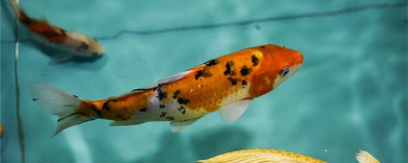 15cm锦鲤喂食量吃几粒一天喂几次(15公分的锦鲤一天喂几次)