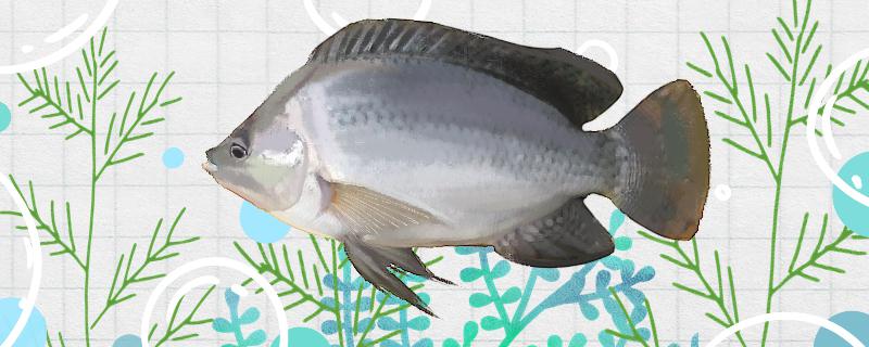 钓罗非鱼用什么窝料比较好提前多久打窝好(野钓罗非鱼用什么打窝)