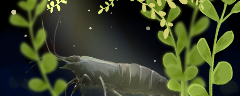 观赏虾水温多少度合适养虾怎么换水(淡水观赏虾 适合的水温)