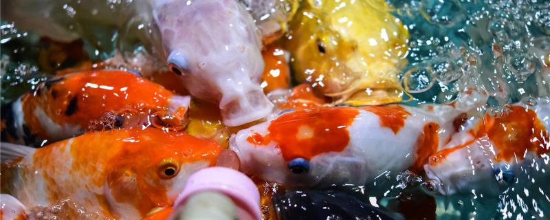 锦鲤应该怎么喂食应该怎么换水(锦鲤怎么喂食养长得快)