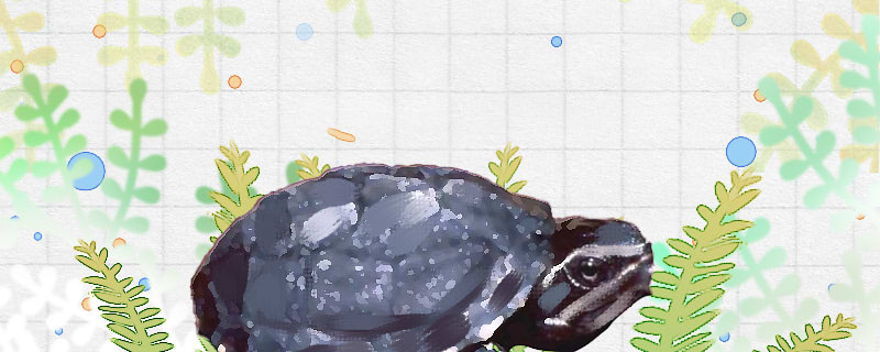 迷你麝香龟好养吗怎么养(迷你麝香龟长什么样)