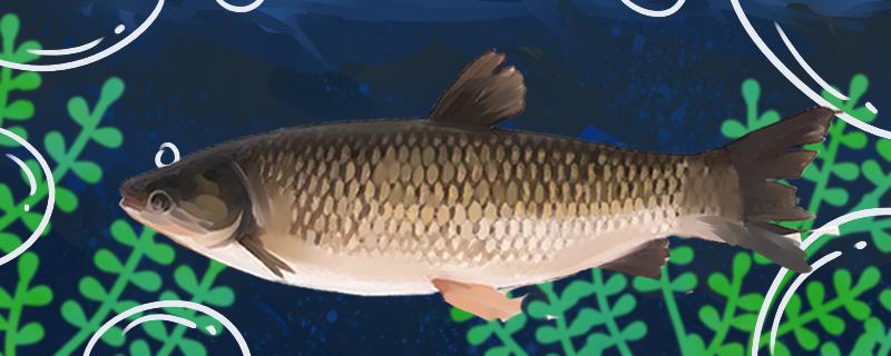 冬天钓草鱼深水还是浅水用什么饵料(冬天钓草鱼钓深还是钓浅)