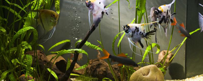 鱼换水后躺着怎么补救怎么给鱼安全换水(鱼换完水为什么会站起来)