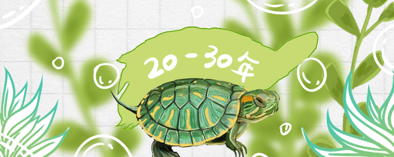 巴西龟能活多久如何看年龄(巴西龟能活多少年的寿命)