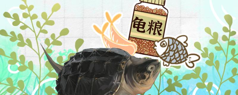 鳄龟喂食什么最好喂食的量怎么控制&nbsp;(鳄龟喂啥)