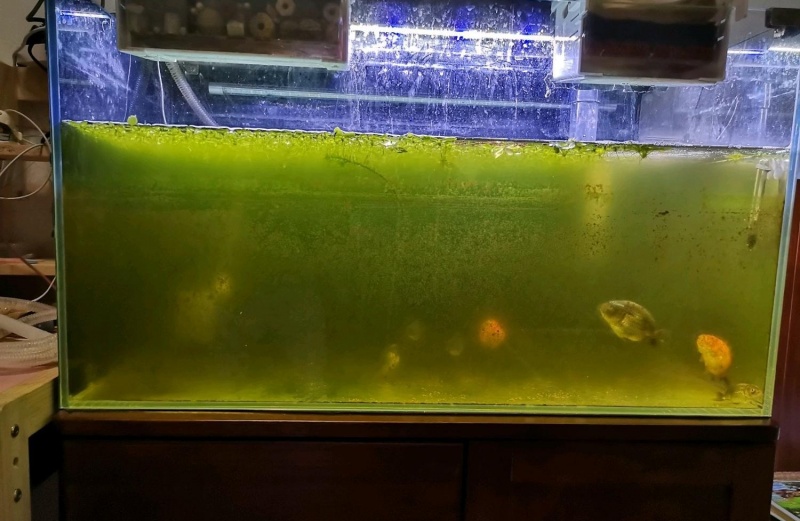 为什么鱼缸的水变绿色的?